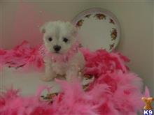 maltese puppy posted by Elegant Babies